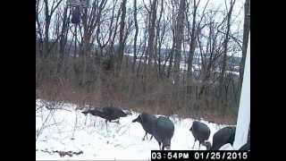 Wild Turkeys caught in Ken Beam`s Trail Camera - 5 Gobblers!