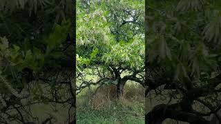 Swamp titi/ Swamp cyrilla/ Leatherwood @YarandSvyat #trees #flowers #garden #gardening #usa #nature