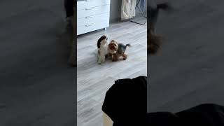 Забавные, так любезничают 😊 #видеопрособак #pets #puppy #funny #животные #love #топ #cute