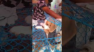 PUPPY POPPING OUT OF CAGE | TRI-COLORED PUPPY |  #puppyshop  #galiffstreetpetmarket  #kolkata  #dog