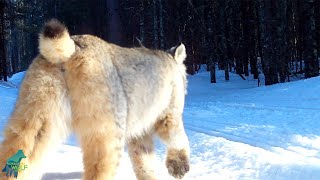 Lynx hunting a grouse in Minnesota