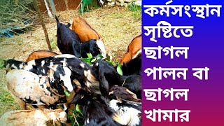 কর্মসংস্থান সৃষ্টিতে ছাগল লালন পালন বা ছাগল খামার // আয়ের পথ হিসাবে ছাগল খামার, Digital Bangladesh