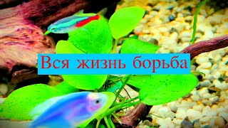 Борьба с водорослями. Мой опыт. 1 часть.