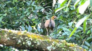 Junglefowl, Red - Gallus gallus - female