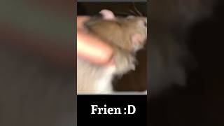 Your my friend now (Not my vid) #funny #memes #rat #greenscreen #meme #animal #goviral