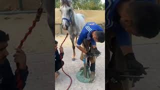 Horse 🐴🐎 vedio part 2) horse nail cutting ✂️✂️💅✂️ video