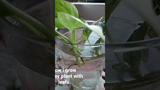 How to grow money plants with the small leafs