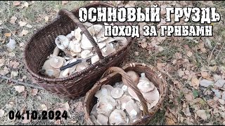 Осиновый груздь.