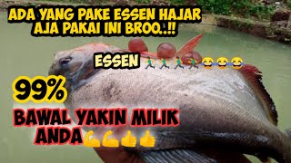 sueer broo,,!!Essen nggak sanggup lawan🤪🤪,umpan paling jitu ikan bawal