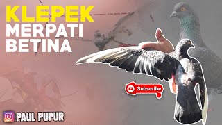 TRIK SUPAYA KLEPEKAN MERPATI BETINA MAKIN BAGUS & AKTIF