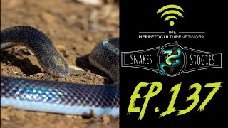 Snakes & Stogies Ep. 137 | Atractaspis Extravaganza