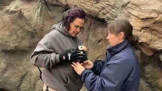 Penguin and Puffin Coast cleaning