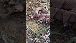 #copperhead #snake #shorts Copperhead Snake yawns.