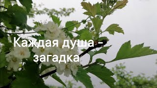 Каждая душа - загадка, творческая душа - тайна