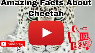 Amazing Facts About Cheetah | Hindi | #wildanimal