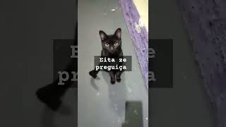 #amogatos #adot #shortvideos #gatos #cat #shortsviral