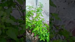 #tulsi ka plants #shorts