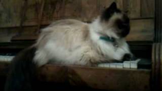 Cat on Piano, Dance of the Sugar Plum Fairy