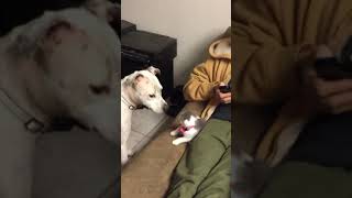 Kitten Destroys Pit Bull