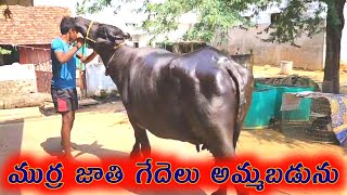 ముర్ర జాతి గేదెలు అమ్మబడును | murrah buffaloes for sale | #AgriNews