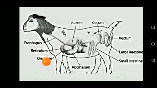 Goat Digestive System in Urdu and Hindi