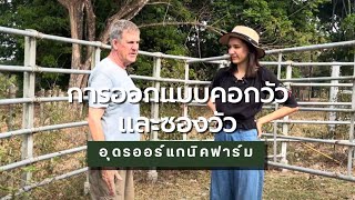 การออกแบบคอกวัวและซองวัว | Udon Organic Farm