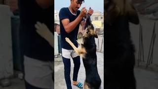 Aggresive German shepherd 😱🤯 #shorts #germanshepherd #dog #viral #youtubeshorts