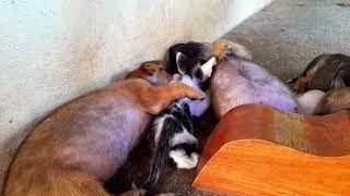 Looking well, sleep together puppies and kittens