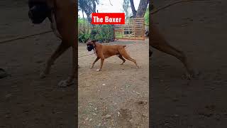 #boxerdog #dogstraning #doglovers #raredogs