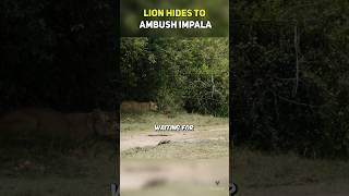 Lion Hides to Ambush Impala