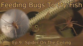 Feeding Bugs To My Fish ep.9 - Spider On The Ceiling