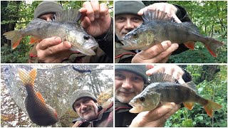 🎣 Another fishing for perch with prawn angling session