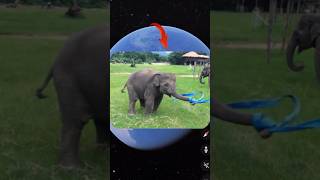 😱Look what a beautiful big elephant I found in real life 😱| #shorts #viral #youtubeshorts |