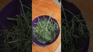 Harvest of dill