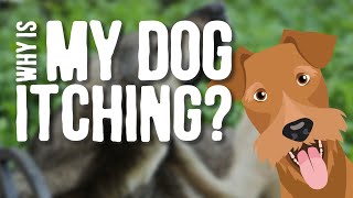 Why Is My Dog ITCHING??  The Main Causes Explained!