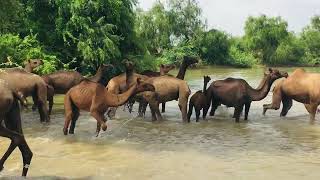 The strange sound of a camel treading water