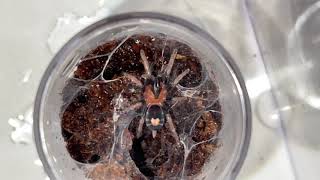 Cyriocosmus Elegans & Leetzi up close watering. And a few others.