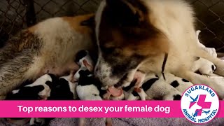 Top reasons to desex your female dog!