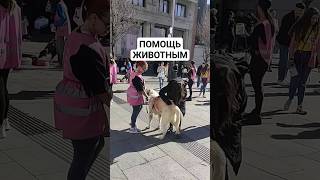 ВОЛОНТЕРЫ В МАДРИДЕ #испания #собачки #братьянашименьшие