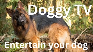 Frustrated with Your Dog's Energy? This Video can help! Not a training video!