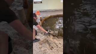 Alligator Almost Eats Tongs!! 😳🐊#shorts #alligator