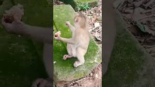 baby mo-nkey eating bread