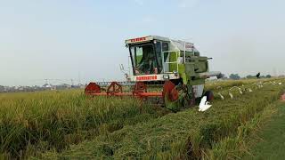 class dominator 88s Rice harvesting پنجاب پاکستان|Short Video