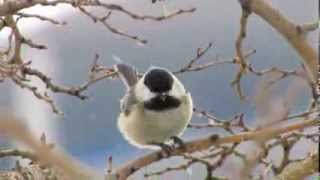 Chickadee