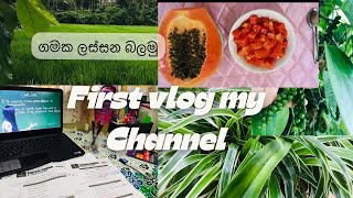 First vlog my you tube channel. | ලස්සන ගමක අසිරිය විදින්න 🌲🍀🥰| Sri Lanka | Garden 🍀| Study 🧑‍🎓