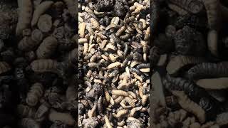 How to produce the maggots with waste