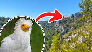 SEARCHING For EGYPTIAN VULTURES In MENORCA!