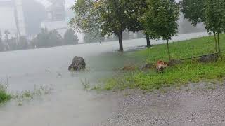 šoštanjsko oz. družmirsko in TEŠevo združeno jezero (3) 05.08.2023