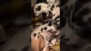 Он реал похож на волка 🐺 #dalmatiandog #далматин #мопс #mops #белуга #дельфин #щенок