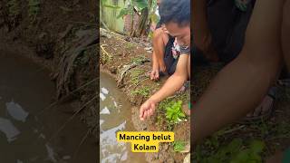 Mancing belut kolam #part16 #mancing #belut #kolam #shortvideo #shorts #short